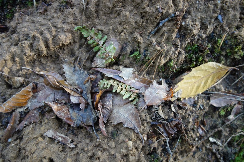 natuur4