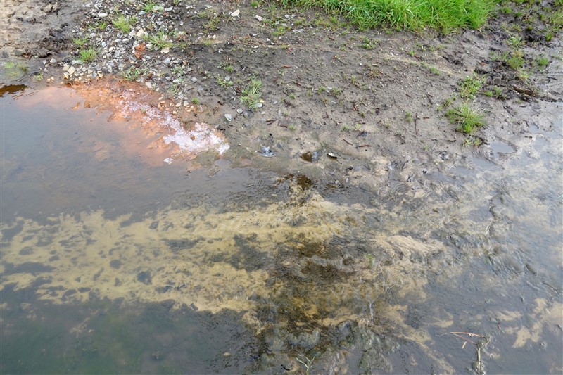natuur6