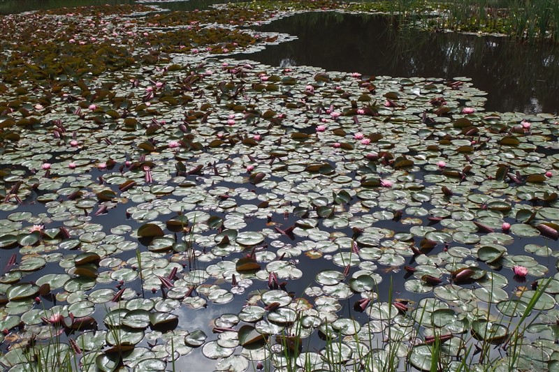 natuur9